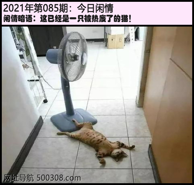085期今日闲情：这已经是一只被热废了的猫！
