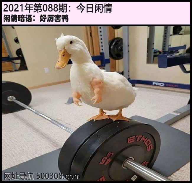088期今日闲情：好厉害鸭
