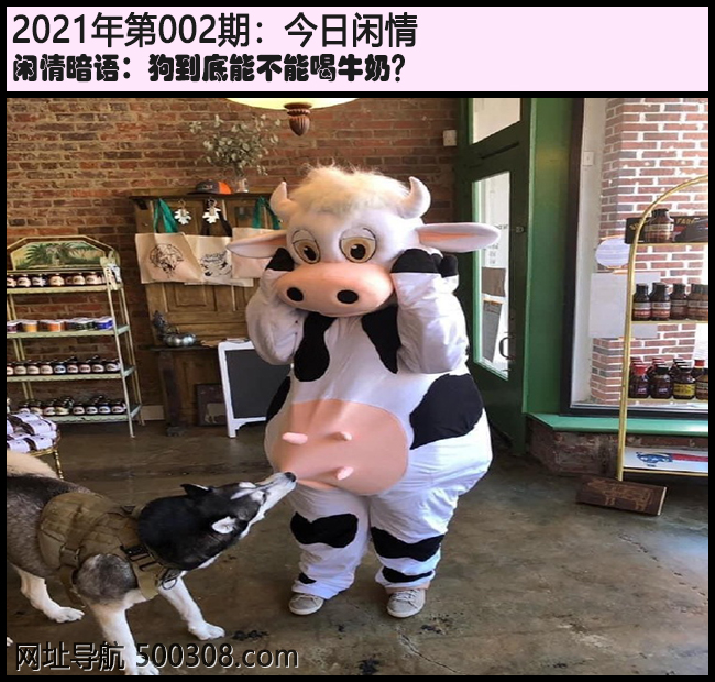 002期今日闲情：狗到底能不能喝牛奶？