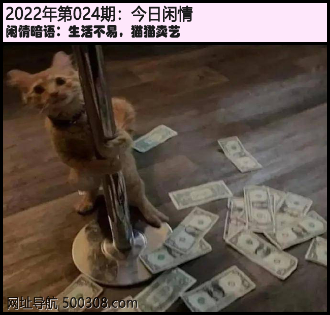024期今日闲情：生活不易，猫猫卖艺
