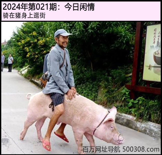 021期今日闲情：骑在猪身上逛街